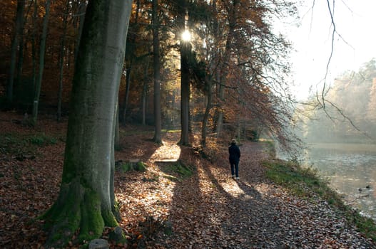 Autumn Impression,Autumn  Tree