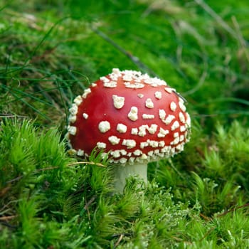 toadstool  Amanita  muscaria