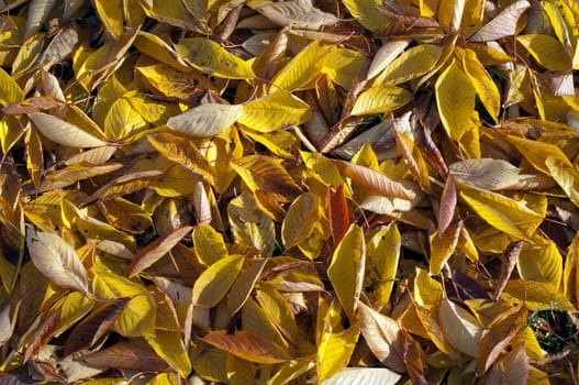Autumn Impression,Leaves,Cherry,Autumn