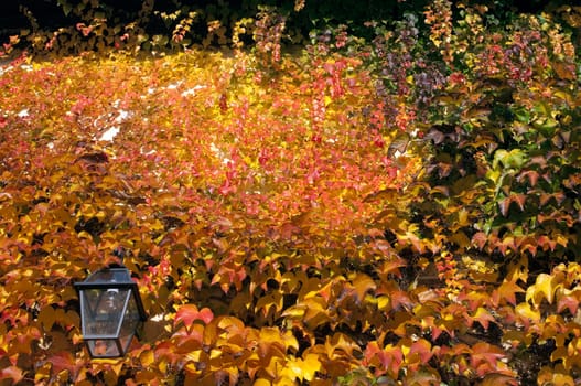 Wilder,wine  colorful,Parthenocissus