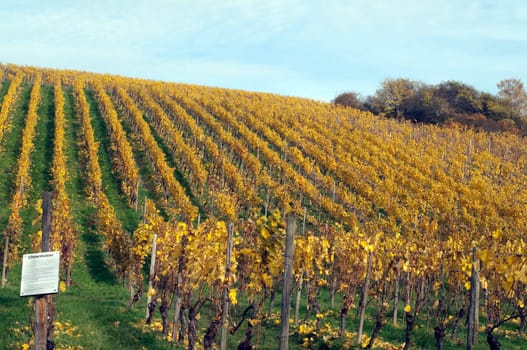 Weinberg,Wiesbaden,Frauenstein