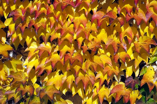 Wilder,wine  colorful,Parthenocissus