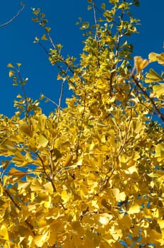 Ginkgoblaetter  Ginkgo  Biloba