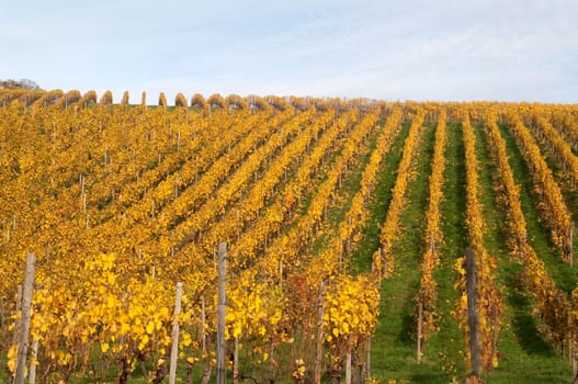 Weinberg,Wiesbaden,Frauenstein