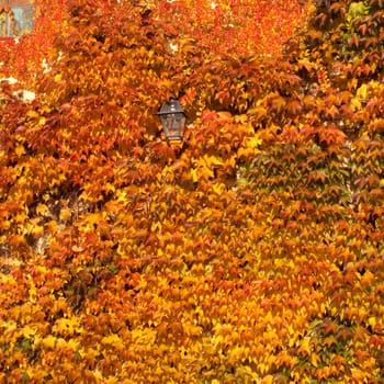 Wilder,wine  colorful,Parthenocissus