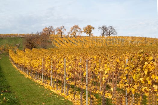 Weinberg,Wiesbaden,Frauenstein