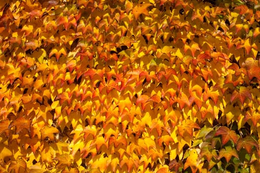 Wilder,wine  colorful,Parthenocissus