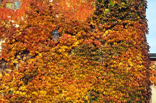 Wilder,wine  colorful,Parthenocissus