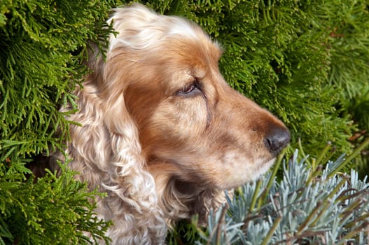 Cocker,Spaniel,Red