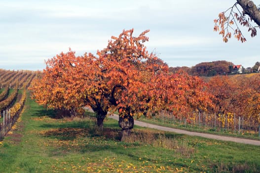 Autumn Impression,Cherry Tree,Cherry,Autumn