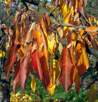 Autumn Impression,Cherry Tree,Cherry,Autumn
