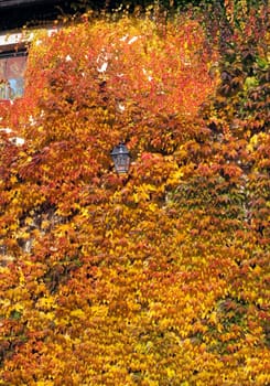 Wilder,wine  colorful,Parthenocissus