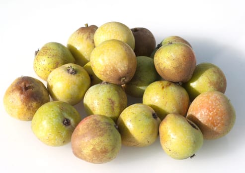 Speierling  Sorbus  Domestica