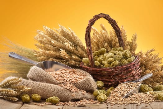 Beer ingredients - wheat,barley,hops and malt