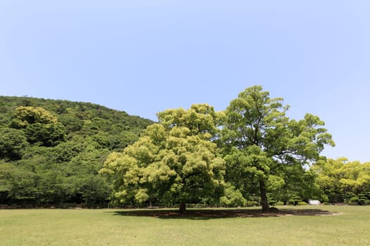 public park with green field and tree