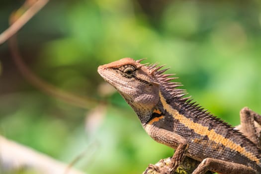 Green crested lizard, black face lizard, tree lizard on tree