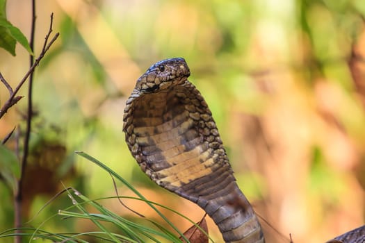close up  Monocellate Cobra  (Naja kaouthia) in forest