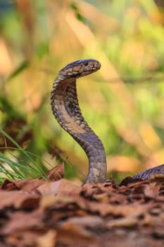 close up  Monocellate Cobra  (Naja kaouthia) in forest