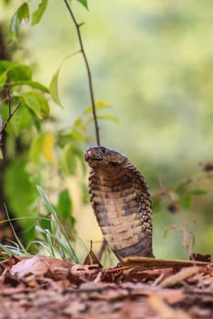 close up  Monocellate Cobra  (Naja kaouthia) in forest
