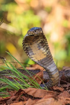 close up  Monocellate Cobra  (Naja kaouthia) in forest