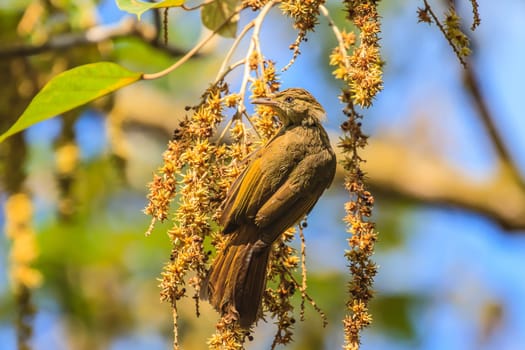 beautiful Grey-eyed Bulbul (Hypsipetes propinquus) in the fruit tree