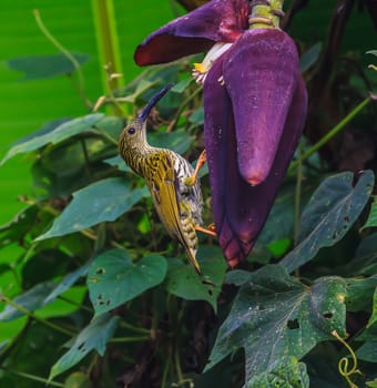 Streaked Spiderhunter bird with  flower and taking a syrup