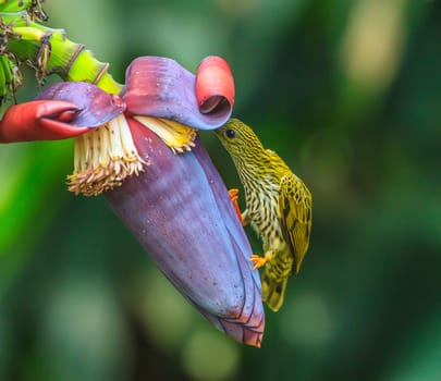 Streaked Spiderhunter bird with  flower and taking a syrup