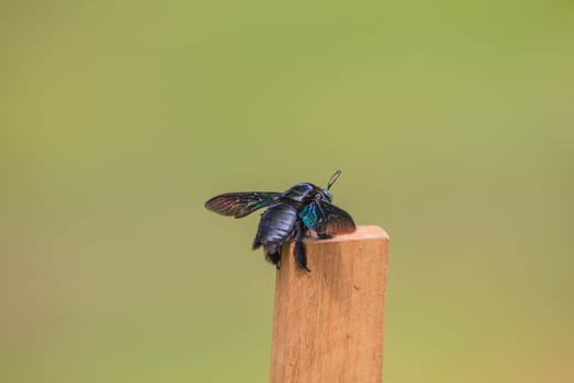 Carpenter bee (Xylocopa varipuncta) black Insect in nature