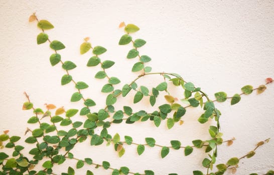 Nature green ivy plant on the wall, stock photo