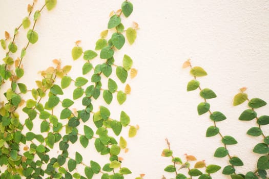 Nature green ivy plant on the wall, stock photo