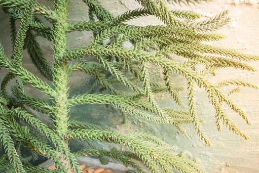 Green prickly branches of a fur-tree or pine, stock photo