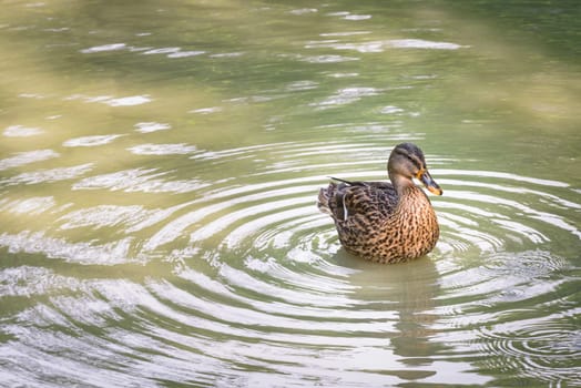 funny duck swimming on the water