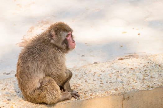 Nice monkey sitting and eating a carrot