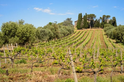 Italian Vineyard in spring in countryside of Rome