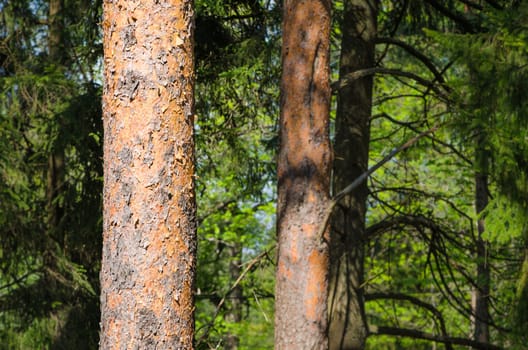 Trunks of pine trees on the background of the forest. Close-up
