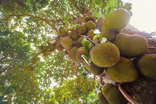 Jackfruit tree full of fruits. Image with depth of field and focus on center.