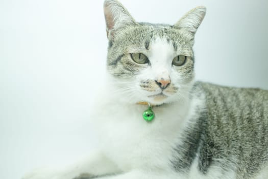 Cute cat portrait wearing a securitiy collar in relaxing time, stock photo