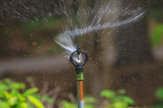 irrigation of agricultural field, water sprinkler