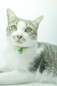Cute cat portrait wearing a securitiy collar in relaxing time, stock photo