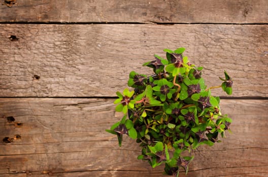 Clover on a rustic wooden table with space for text or image