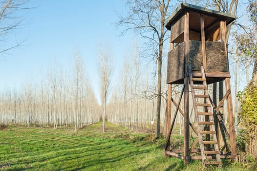 Raised shed hunting for deer in the middle of a forest of poplars.