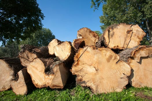 Logs of a fresh sawed tree