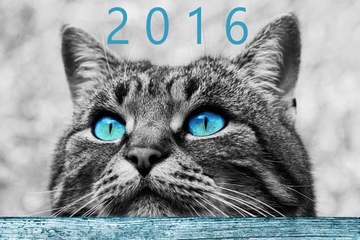 A curious cat look at the New Year 2016