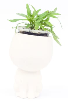 Green plant in pot isolated on white background, stock photo