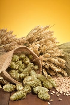Beer ingredients - wheat,barley,hops and malt