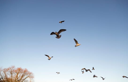 Seagulls Flying Away with a clear blue sky.