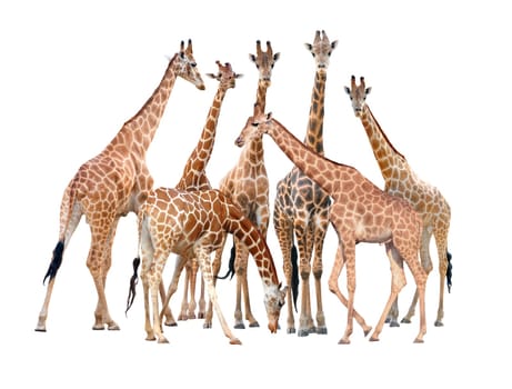 group of giraffe isolated on white background
