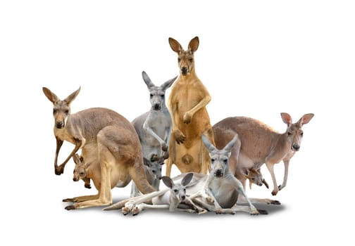 group of kangaroo isolated with shadow on white background