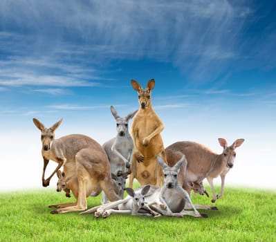 group of kangaroo with green grass and blue sky