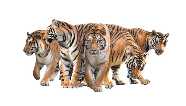 group of bengal tiger isolated on white background